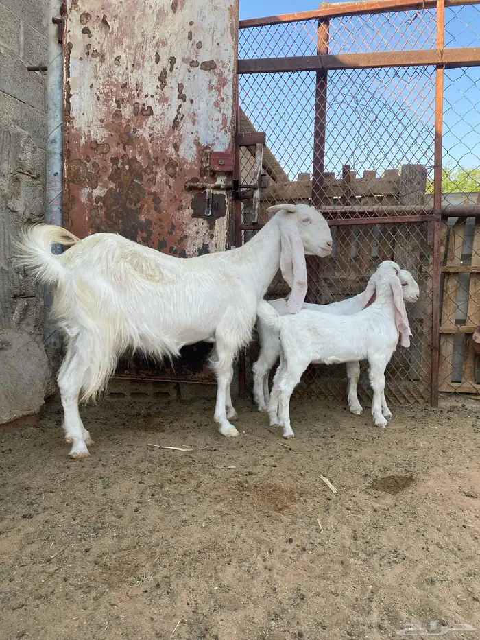 عنز مشروك بيضا 1