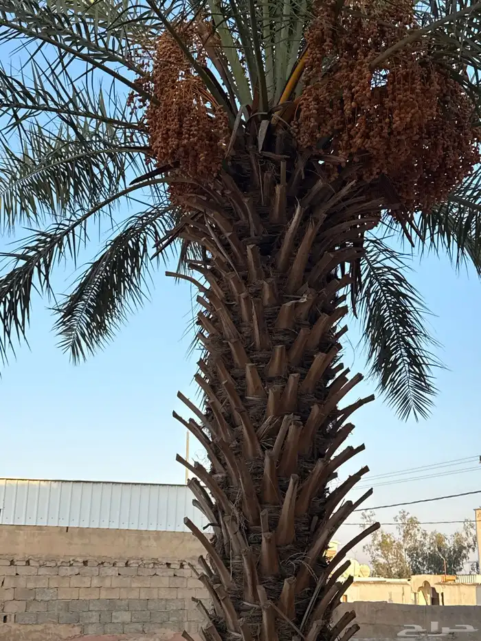 نخل طيبه وتمر طيب 1