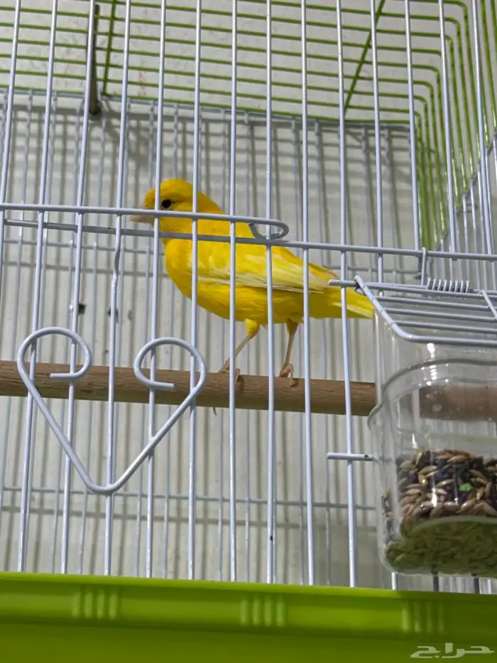للبيع كناري 1
