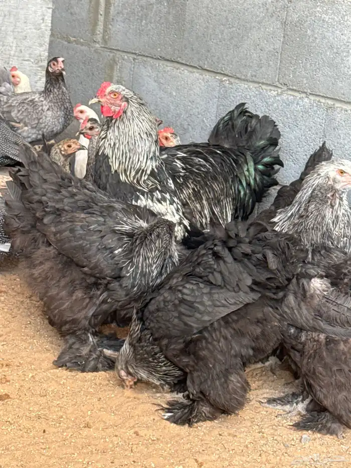 دجاج امريكي للبيع ودجاج بلدي للبيع 3