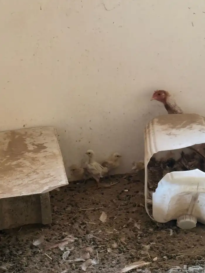 ارانب بلديه   دجاج بلدي   للبيع 10