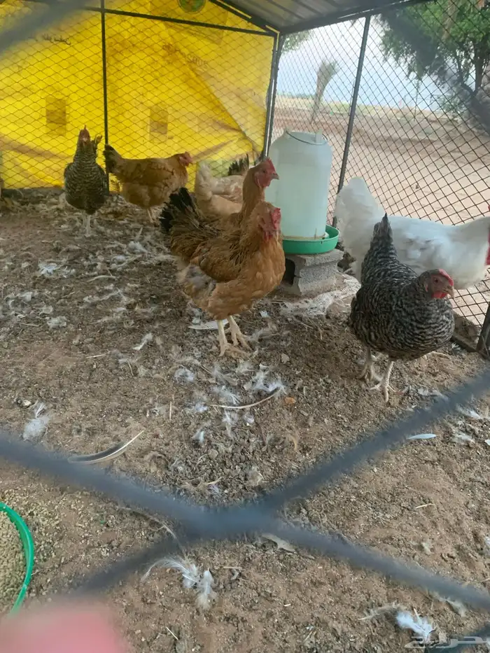 دجاج تركي طيب 7