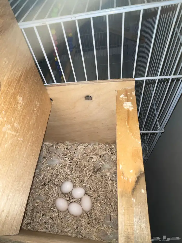 زوج روز البينو عيون حمر اليف منتج 3