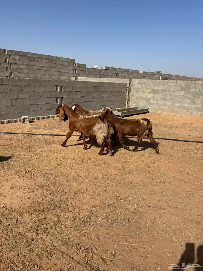 معزا كلها دفيع وعلى الشرط 7