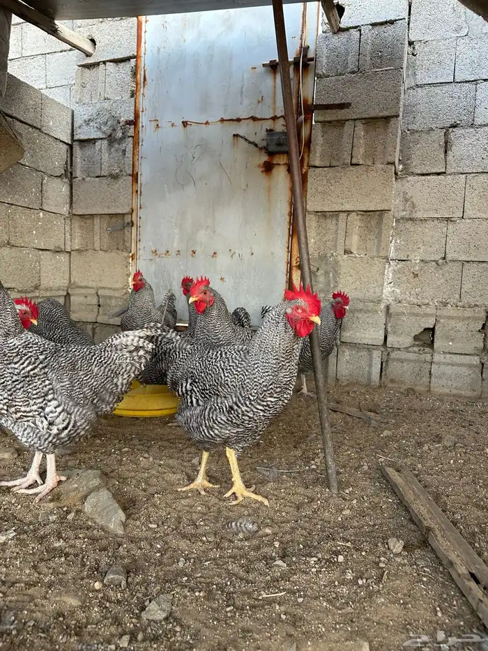 ديوك امروك صافي شرط 11