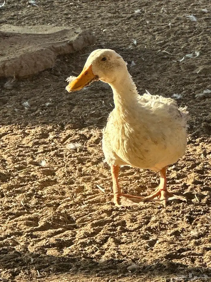 بط بح مصري وبكين 3