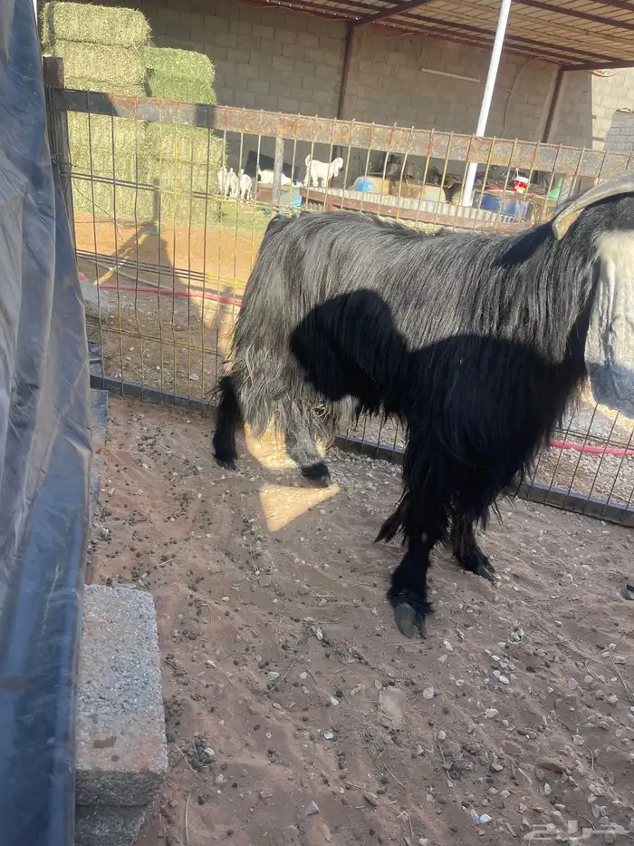 تيس عارضي فحل للبيع 1