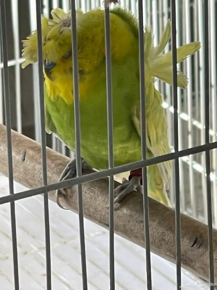 جوز باذجي هجين تحته فرخين 4