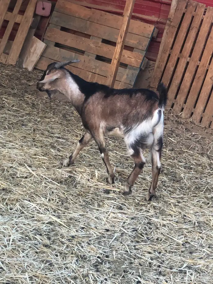 تيس جنوبي البيع العمر جذع 0