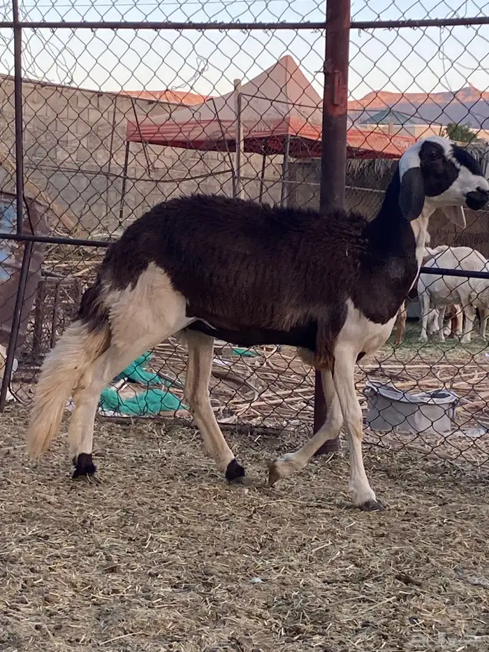 جذعه سواكنيه جرم وجباره 1