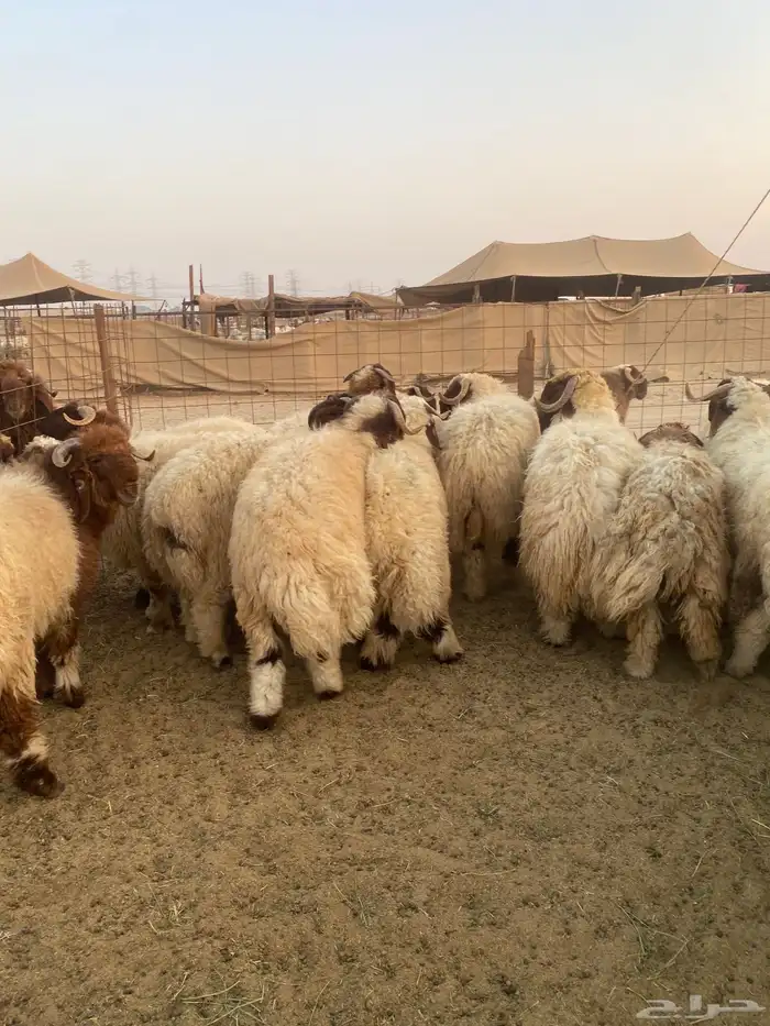 طليان نعيمي فواخر 11