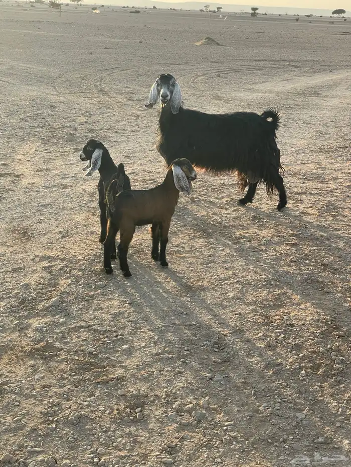 معزا متابيع 22