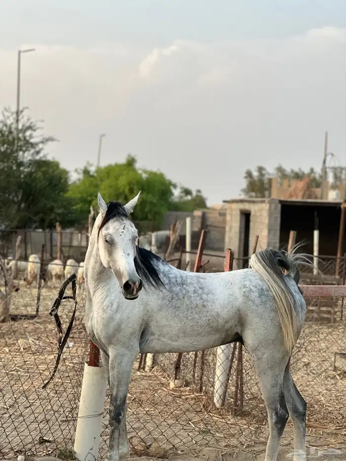 حصان عربي اصيل 1