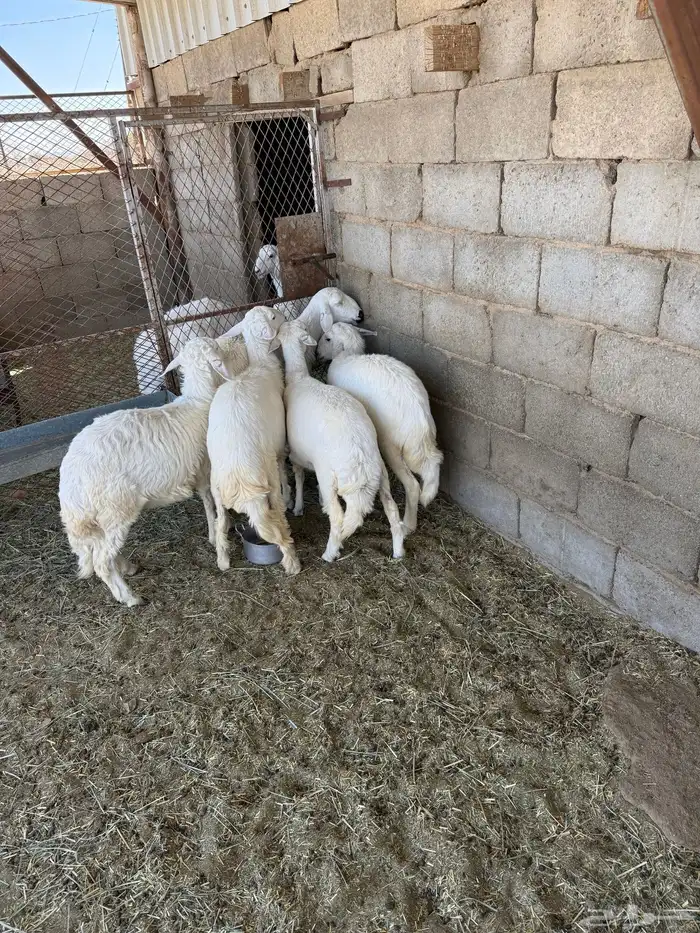 بهم رخال للبيع 0