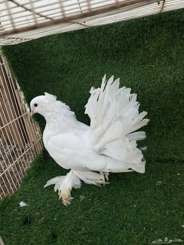 ذكر هزازي زينه 2