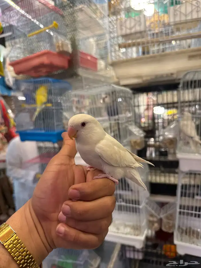 روز اليف هدد 3