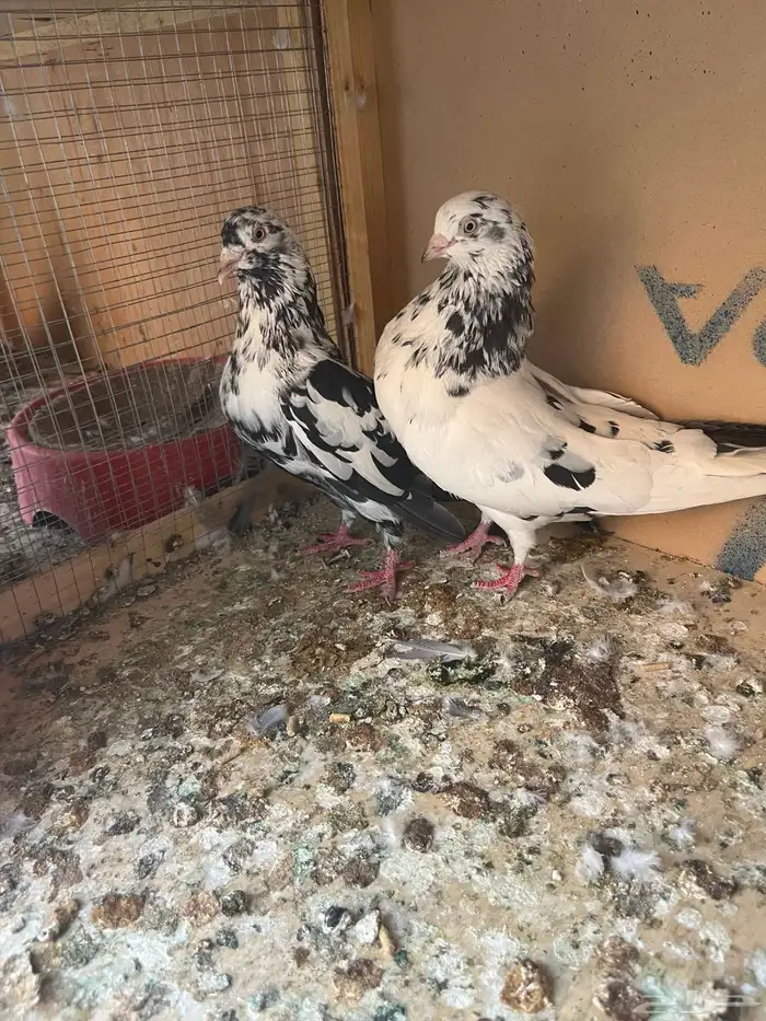 جوز خرش ونمش 0