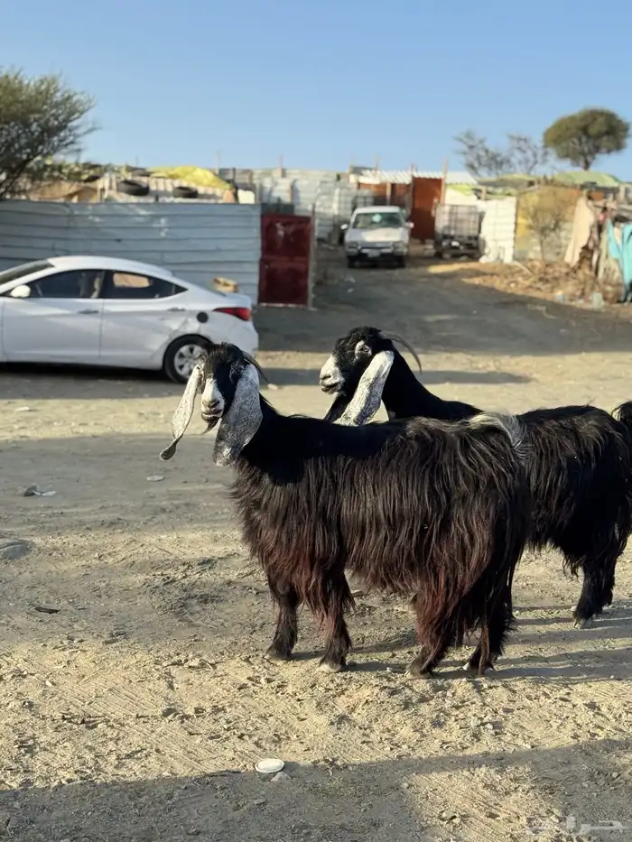 معزا عوارض صنف مفاصيل 3