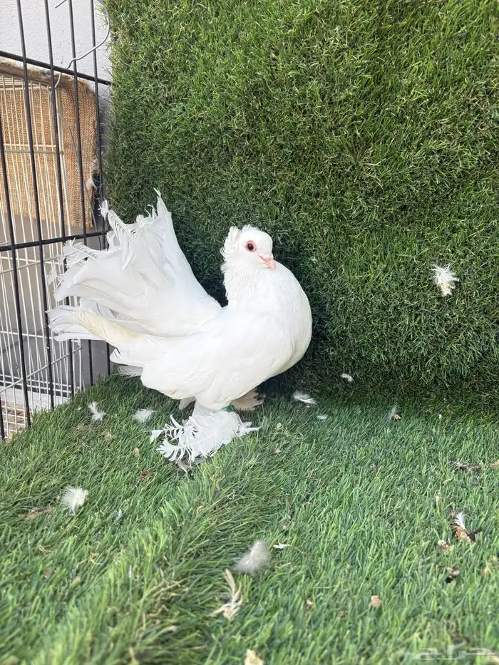 حمام كرنقو 2