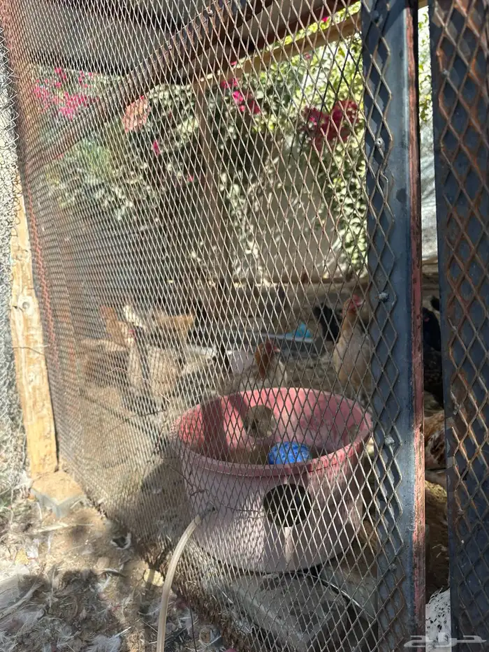 دجاج بلدي ودجاج براهما كلومبي وشبوك دجاج 3 2 وخزان ماء 15