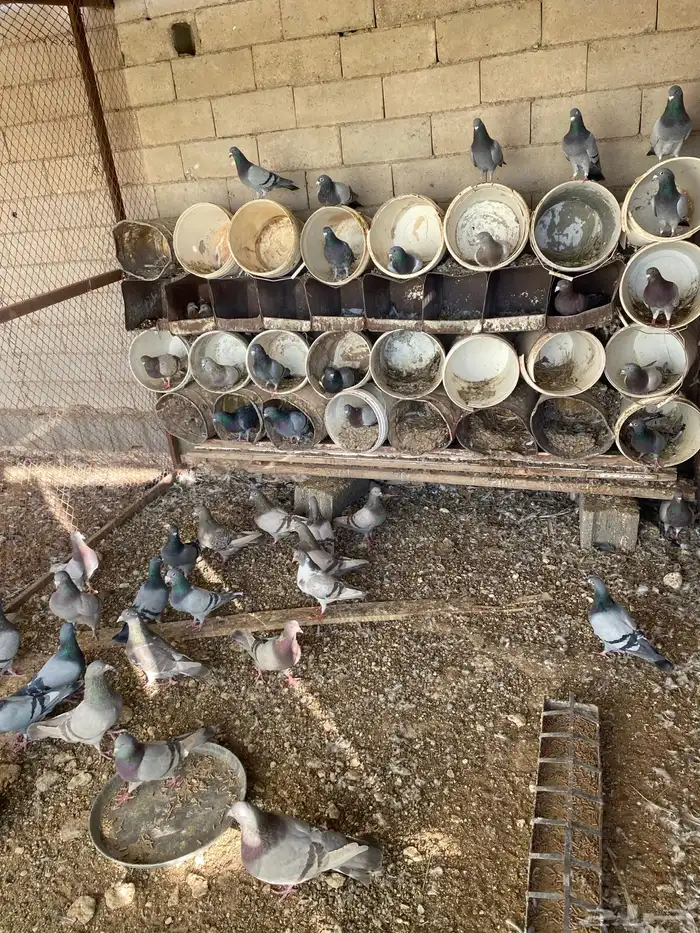 حمام زاجل وسلفر 0