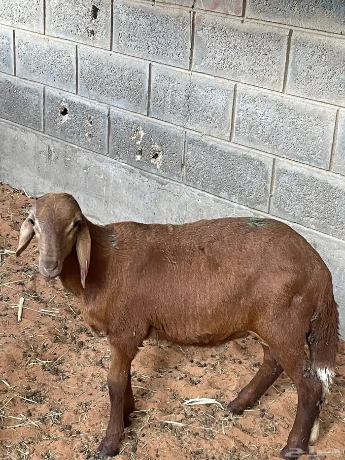 هرافا سواكن مرابي 4