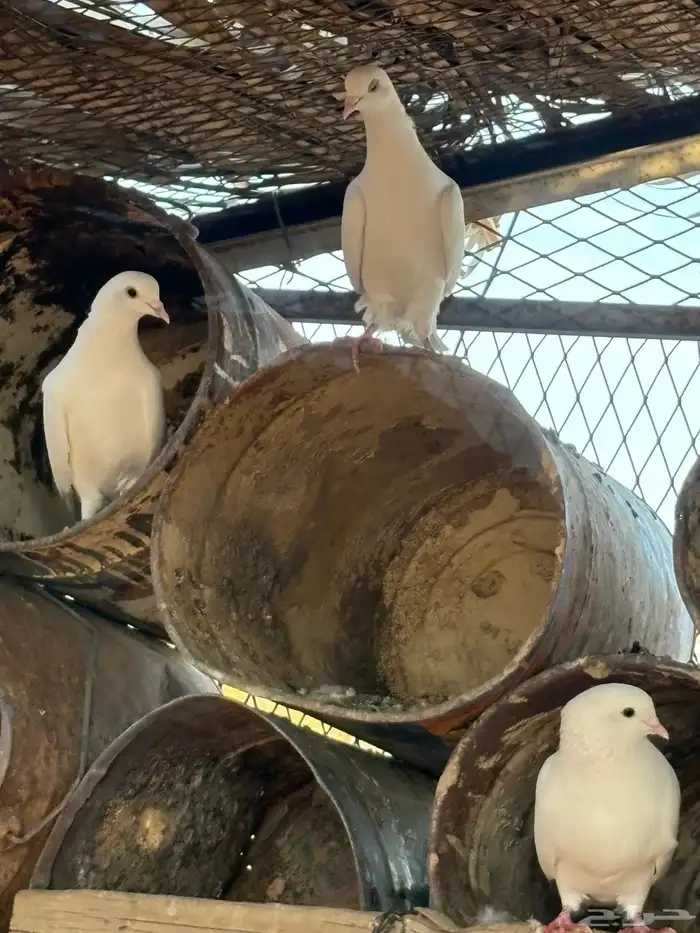 حمام بكستاني شتري عيون سود وشوي بيض 7