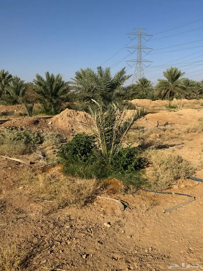 فراخ خضري صقعي 1