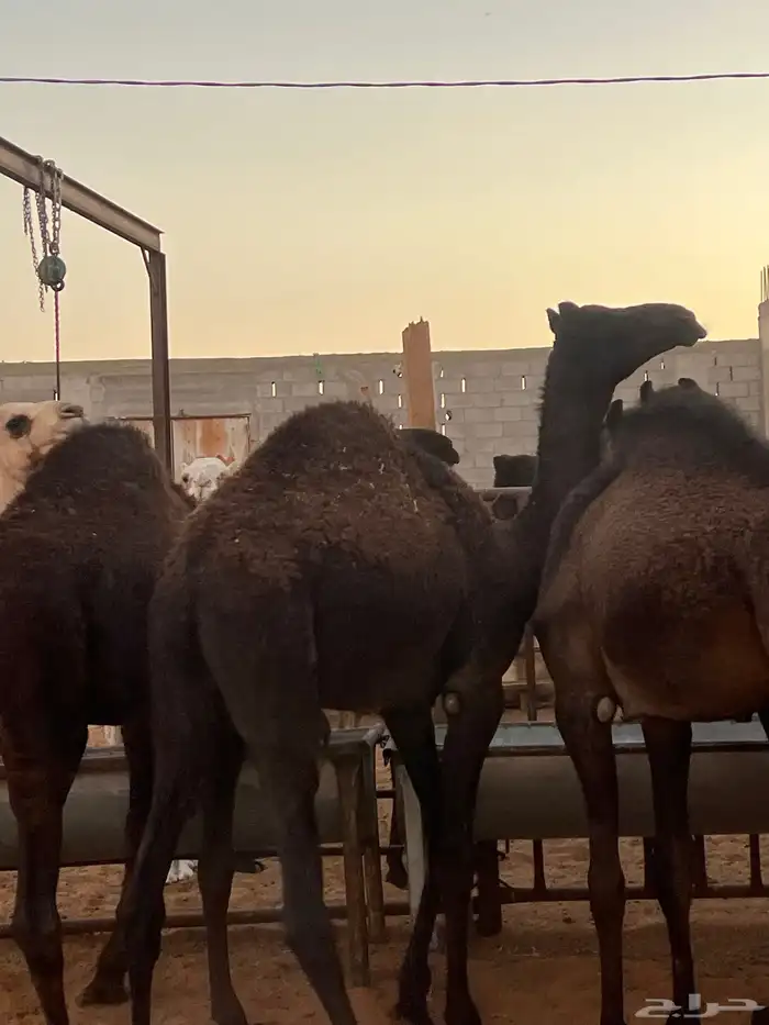 للبيع قعدان 2