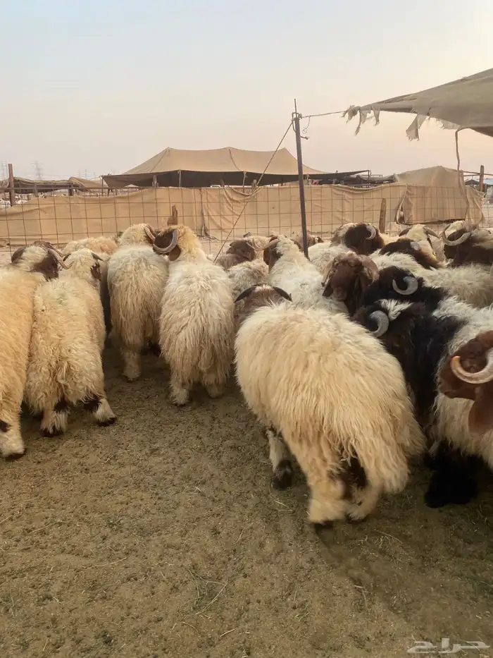 طليان نعيمي فواخر 12