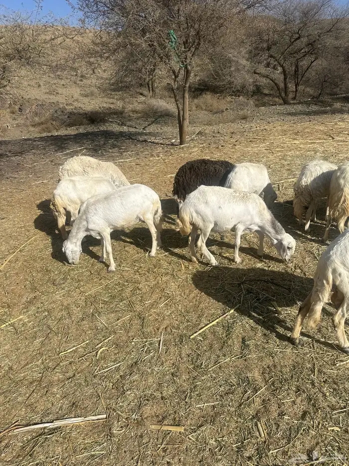 15 من الضان دفع و شرط من كل عذروب 1