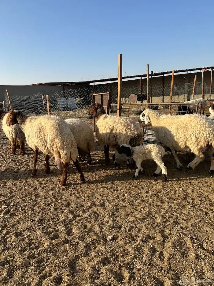 مطافيل انعيم طيبه اللبيع 0