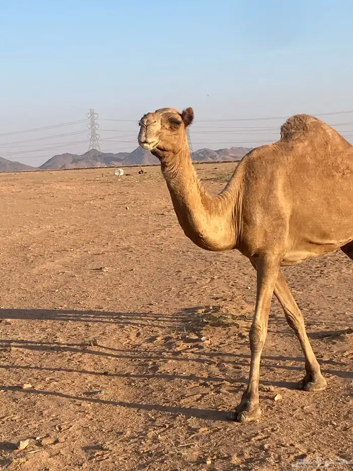 للبيع خلفه صفراء هديه 3