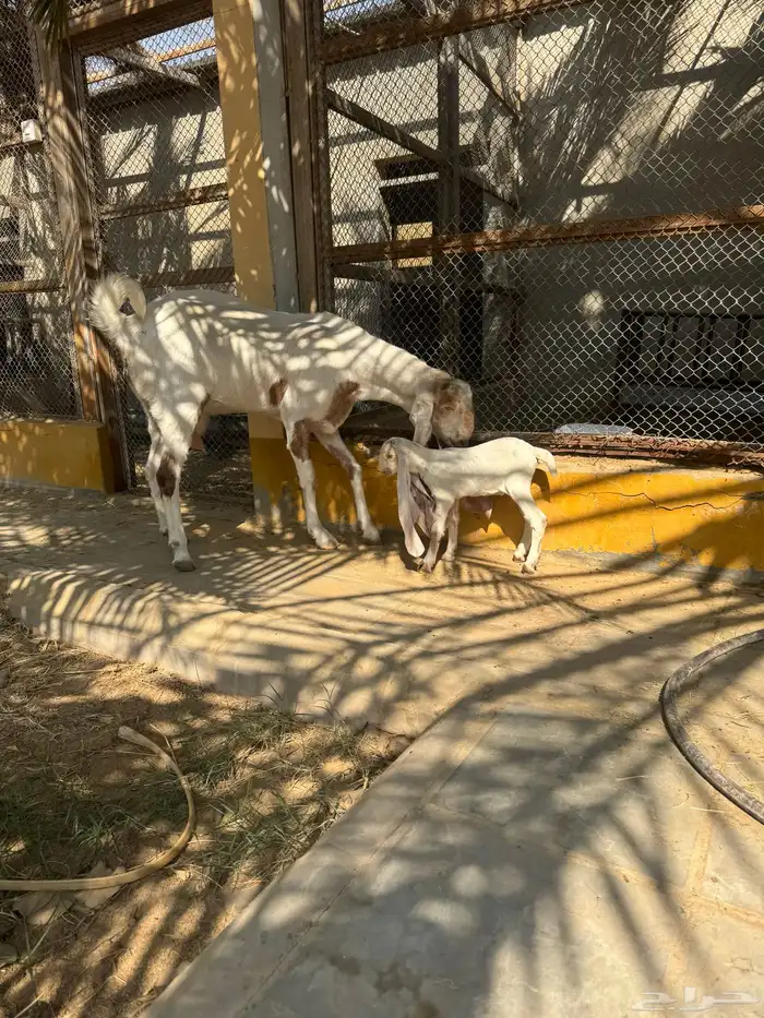 للبيع ماعز هولندية صنف وجرم معها حفرة على السوم 2