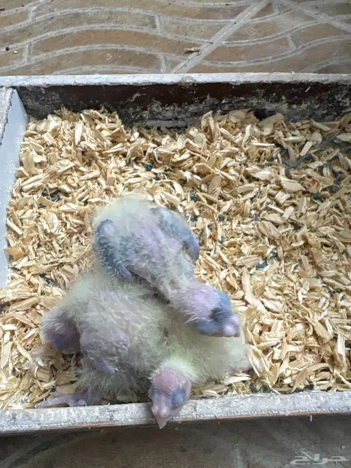 فروخ كروان وفروخ بادجي تحت الغر 6