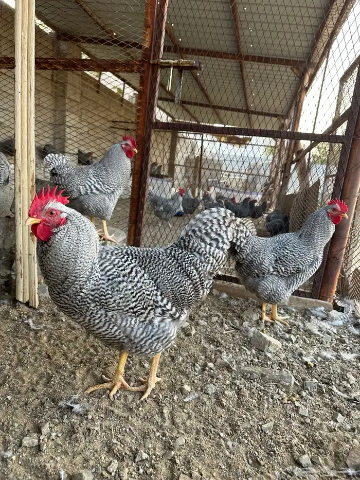 ديوك امروك صافي شرط 6