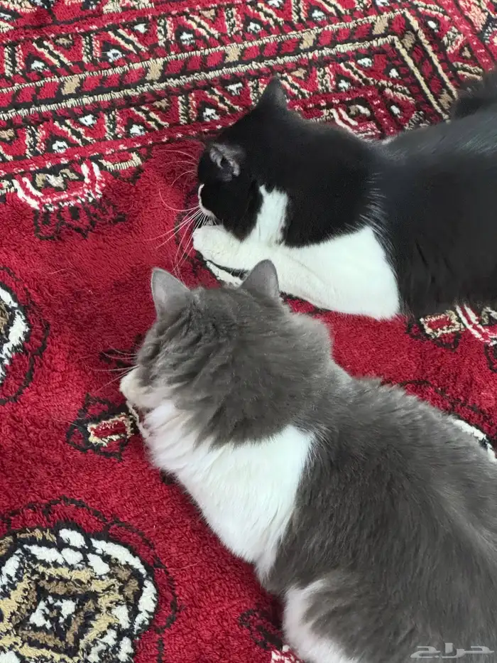 قطط ذكور لتبني 0