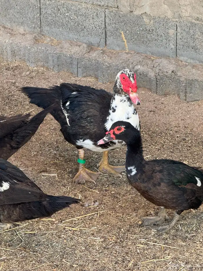 بط بلدي او مصري 0