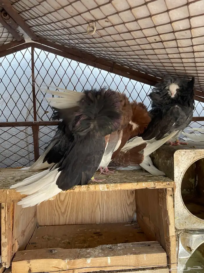 حمام جاكوبين للبيع 1