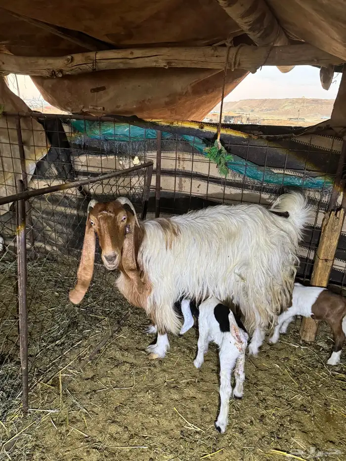 للبيع عنز طيبة بالحيل والد متاومة 1