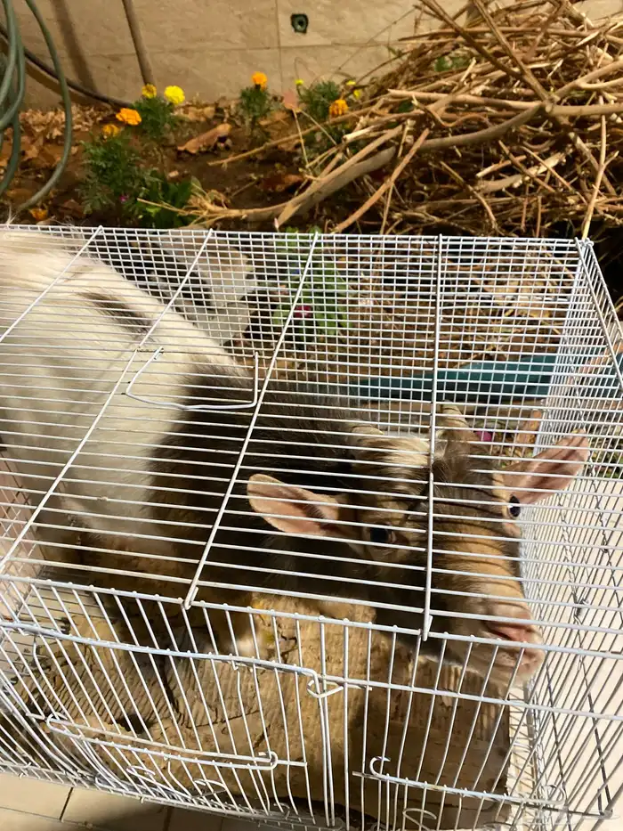 تيس قرم عمر 11 شهر 0