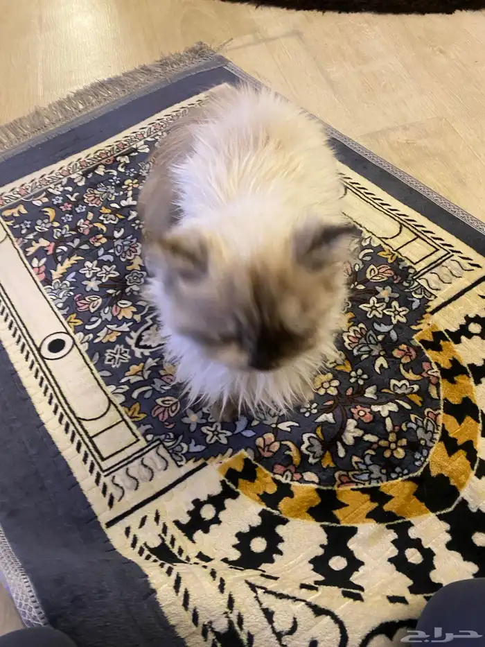 قطه هيمالايا للتبني 5 شهور انثي 1