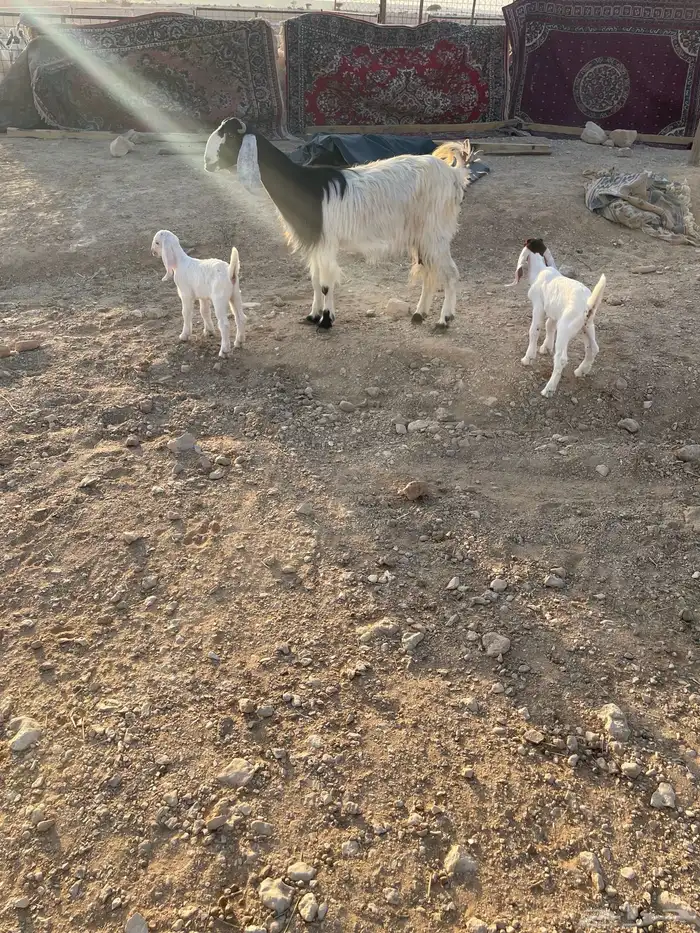 معزا متابيع 20