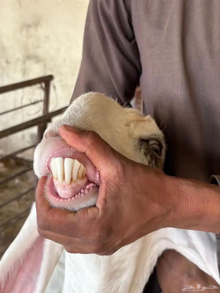 للبيع ماعز بيض دفيع 13