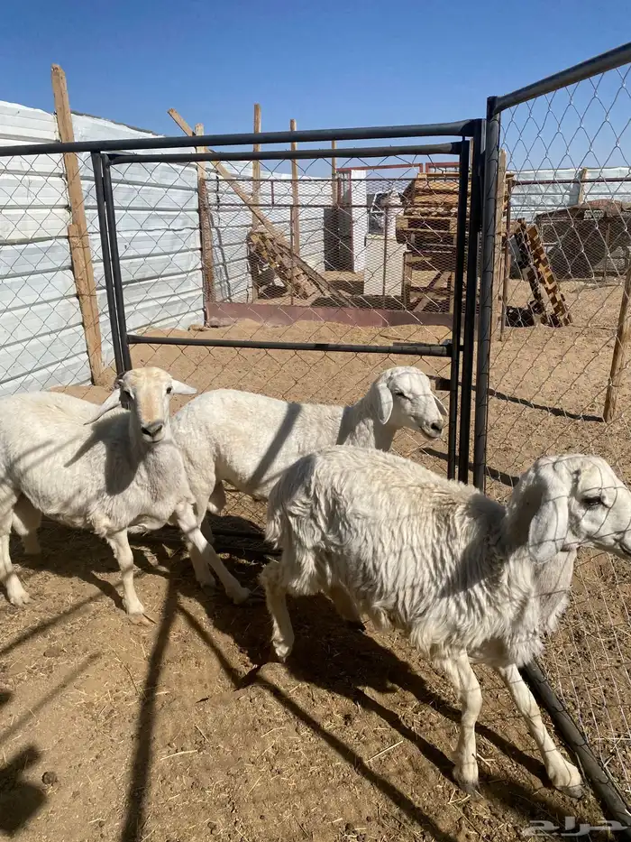 3 خرفان جبرة شرط علفها فقط برسيم رودس شعير من حلالي 2
