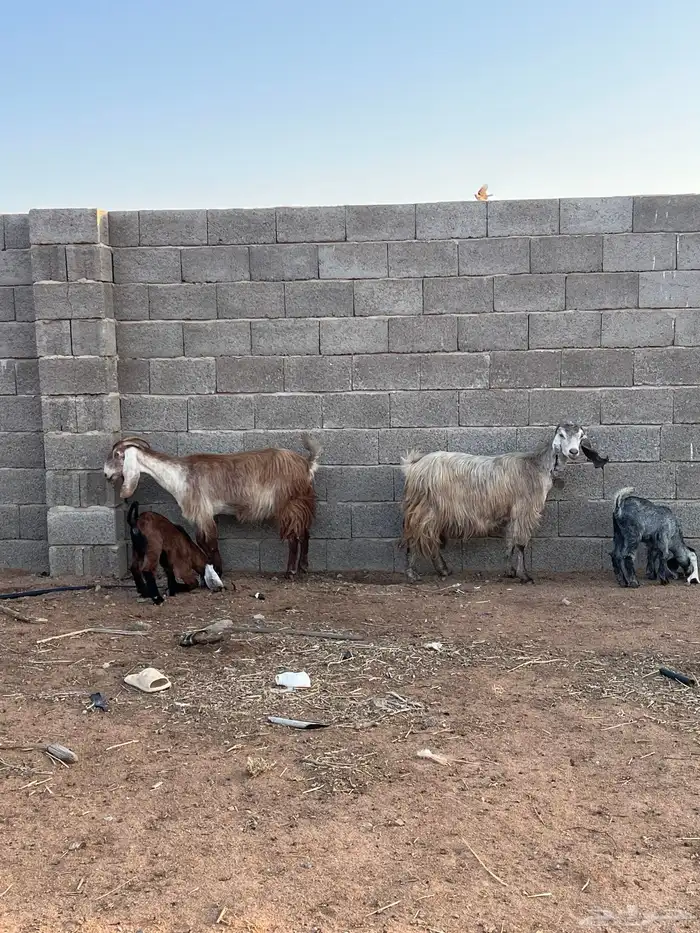 معزاء مواليد 1