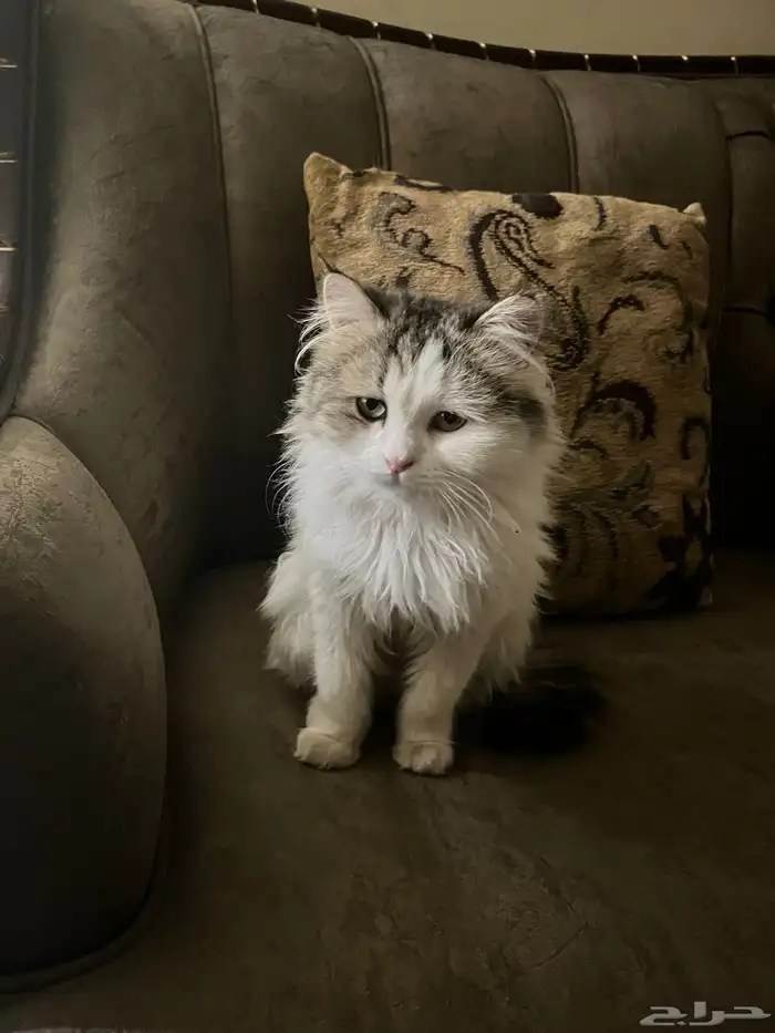 قطه للتبني 0