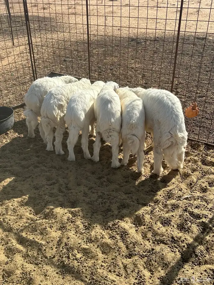 هرافي طيبه أعمارها من أربع شهور أربع شهور ونص وخول 0