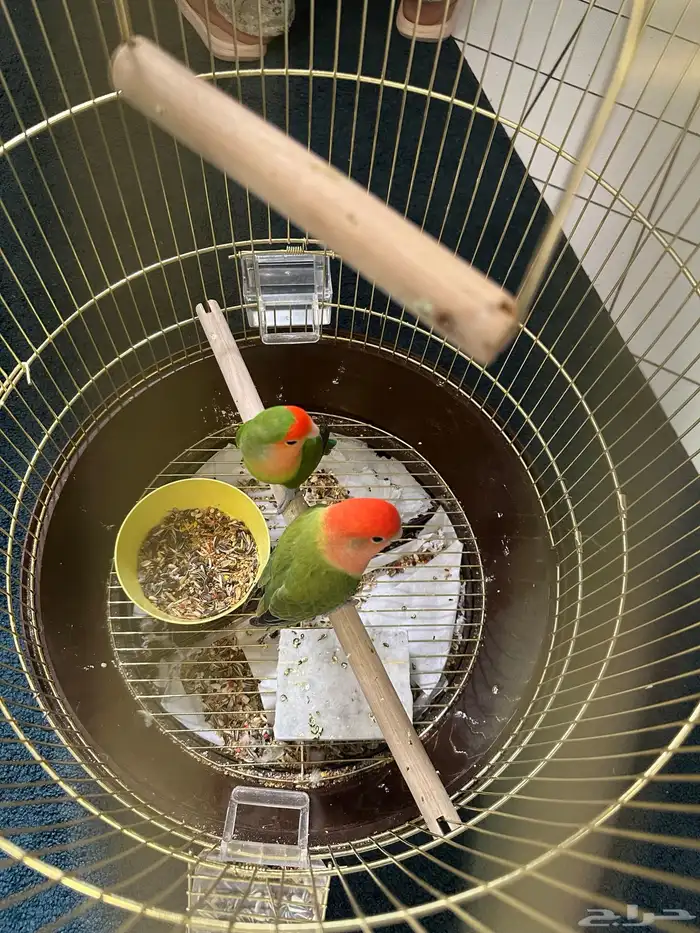 طيور روز للبيع 3