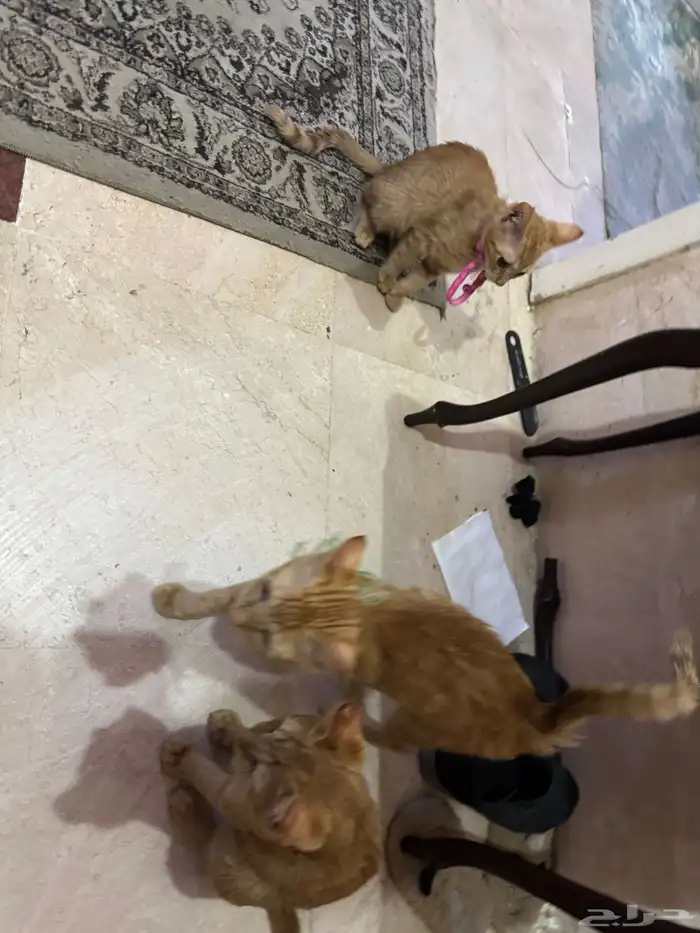 بسمالله الرحمن الرحيم ثلالث قطط للتبني ذكرين و أنثى 5